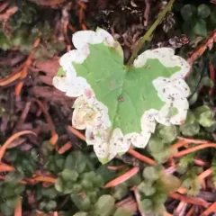 Phytomyza tiarellae thumbnail 2