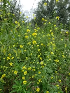 Brown Mustard thumbnail 1