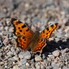 Green Comma thumbnail 2