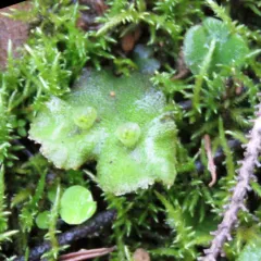 Common Liverwort thumbnail 4