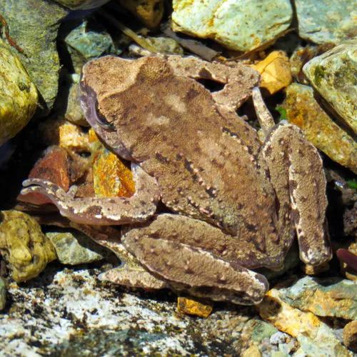 Coastal Tailed Frog