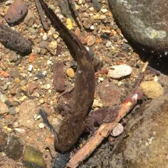 Pacific Giant Salamander thumbnail 3