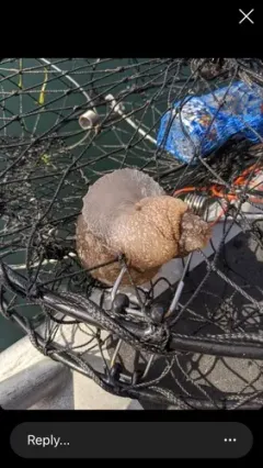 California Side-gill Slug thumbnail 2
