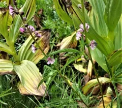 Cusick's checkerbloom thumbnail 3