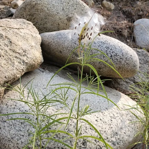 narrowleaf milkweed