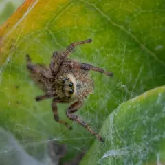 Grayish Jumping Spider thumbnail 2