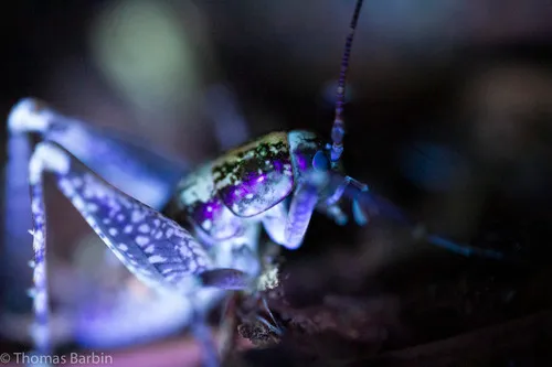 Pristoceuthophilus gaigei