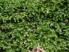 Palmate Germanderwort thumbnail 3