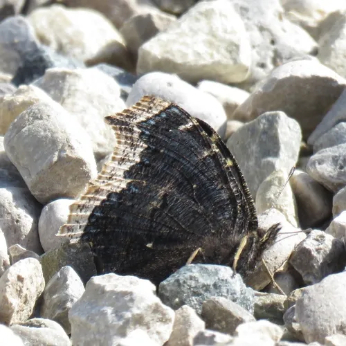 Mourning Cloak