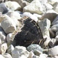 Mourning Cloak thumbnail 1