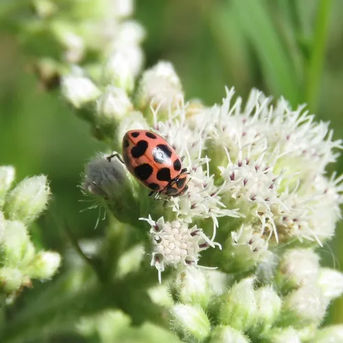 Spotted Pink Lady Beetle