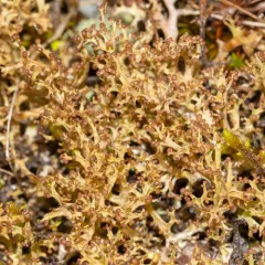 Sieve Lichen thumbnail 3