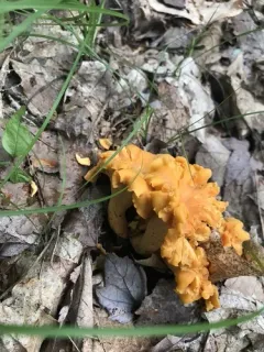 Smooth Chanterelle thumbnail 4