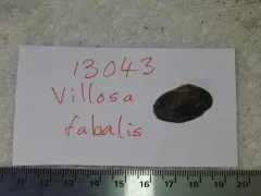 Rayed Bean thumbnail 2