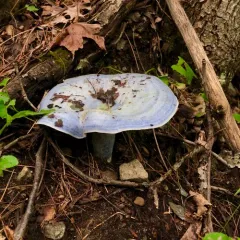indigo milk cap thumbnail 2