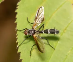 Cordyligaster septentrionalis thumbnail 4