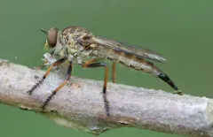 Neomochtherus auricomus thumbnail 3