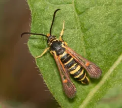 Riley's Clearwing Moth thumbnail 3