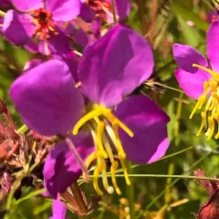 Virginia meadowbeauty thumbnail 3