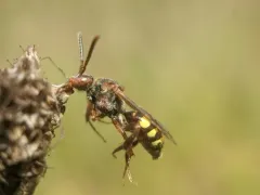 Banks' Nomad Bee thumbnail 2