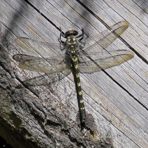Black Petaltail