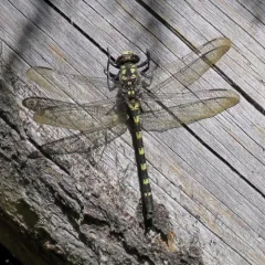 Black Petaltail thumbnail 1