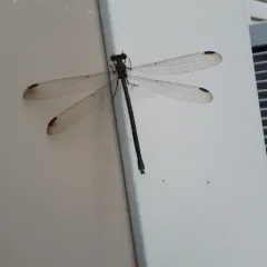 Great Spreadwing thumbnail 2