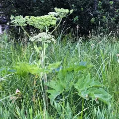 common cowparsnip thumbnail 2