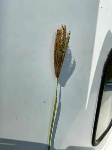 feather finger grass