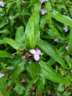 Zigzag Spiderwort thumbnail 2
