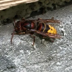European Hornet thumbnail 2