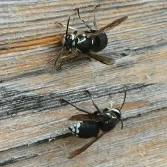 Bald-faced Hornet thumbnail 3