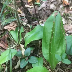 large twayblade thumbnail 2