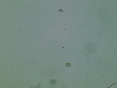 Tricholoma venenatum thumbnail 1