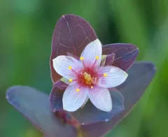 Fraser's marsh St. John's-wort thumbnail 4