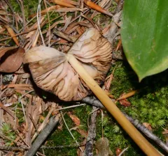 Entoloma luteum thumbnail 2