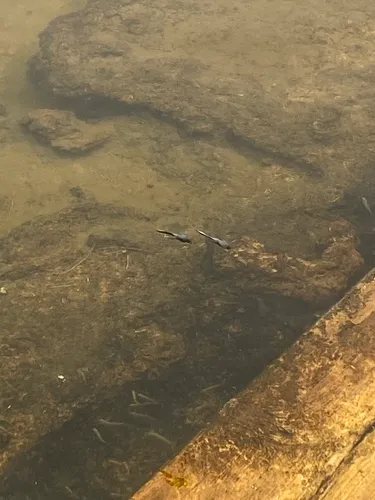 Borax Lake Chub