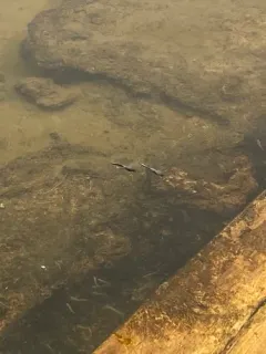 Borax Lake Chub thumbnail 1