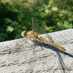 Striped Meadowhawk thumbnail 3