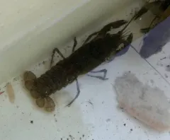 Spinycheek Crayfish thumbnail 3