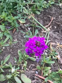 moss verbena thumbnail 4