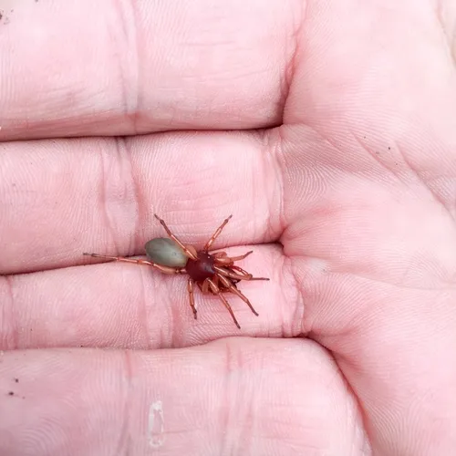 Woodlouse Spider