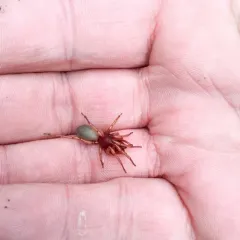 Woodlouse Spider thumbnail 1