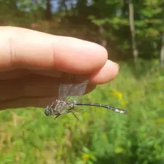 Riverine Clubtail thumbnail 2