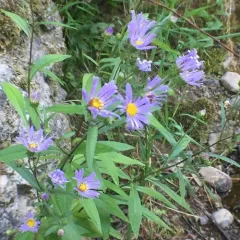 Leafy Aster thumbnail 3