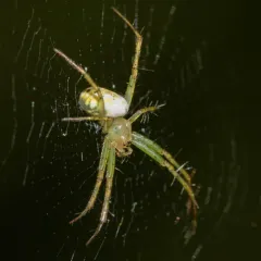 Green-legged Orbweaver thumbnail 2