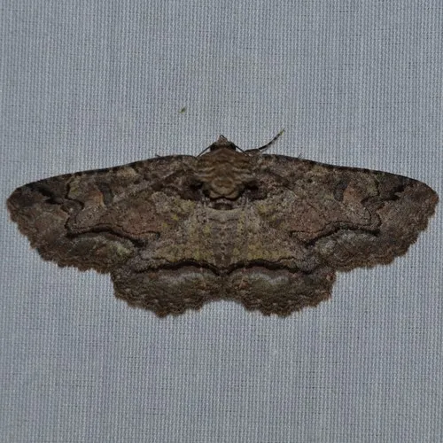 Maple Zale Moth