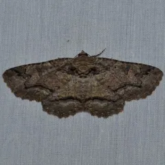 Maple Zale Moth thumbnail 1