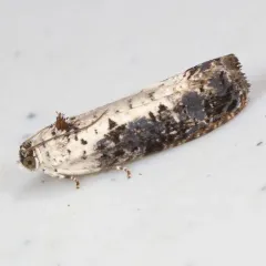 White-backed Marble thumbnail 4
