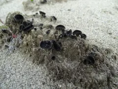 Helvella corium thumbnail 4